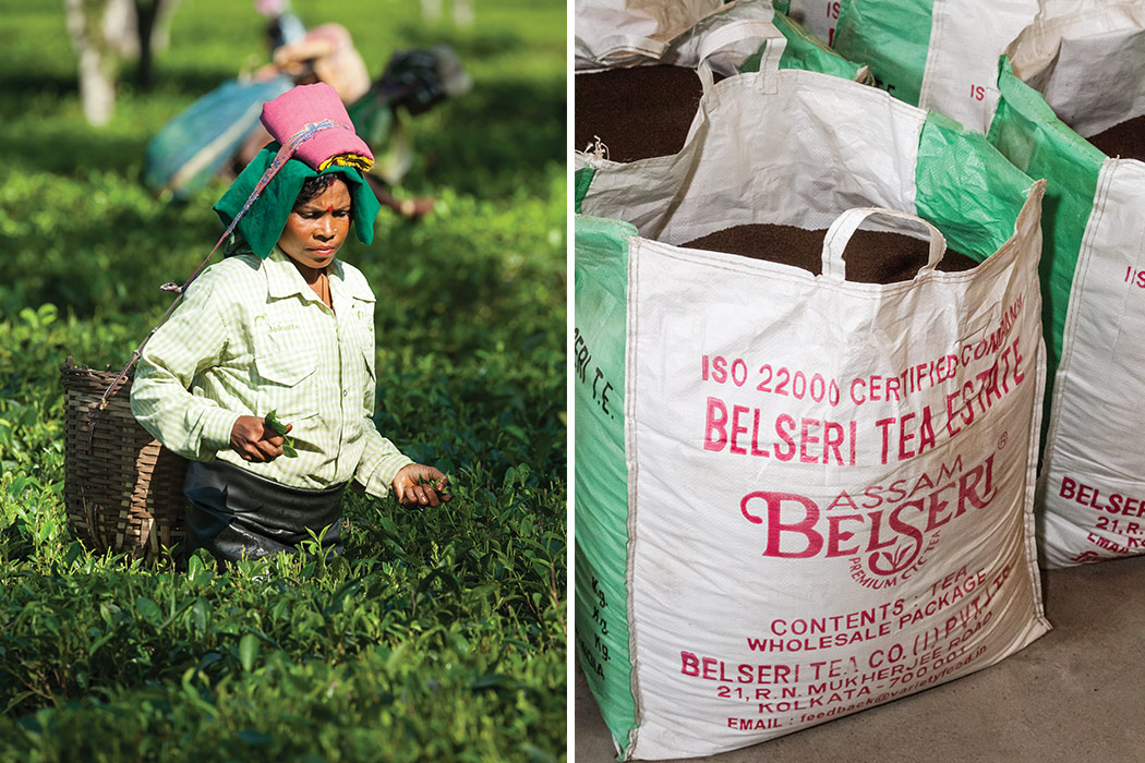 Organic Assam Tea